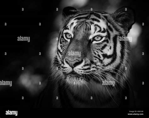 Tiger Portrait In Black White Hi Res Stock Photography And Images Alamy