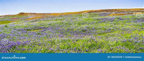 Meadow Covered In Sky Lupine Lupinus Nanus Wildflowers North Table
