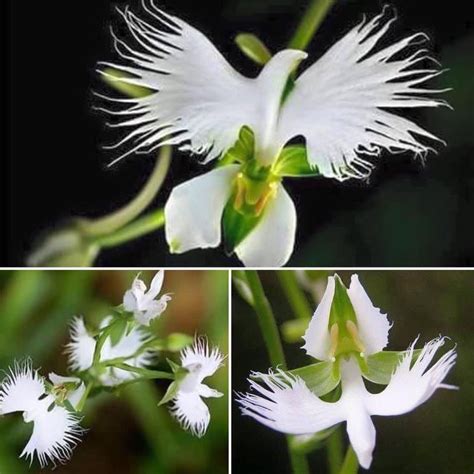 Pin By Елизавета Гришина On цветы Egret Orchid Ghost Orchid Orchids