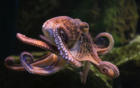 World Octopus Day 8 Reasons The Octopus Is Natures Greatest Miracle