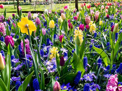 250 Spring Flowering Bulbs Complete Collection