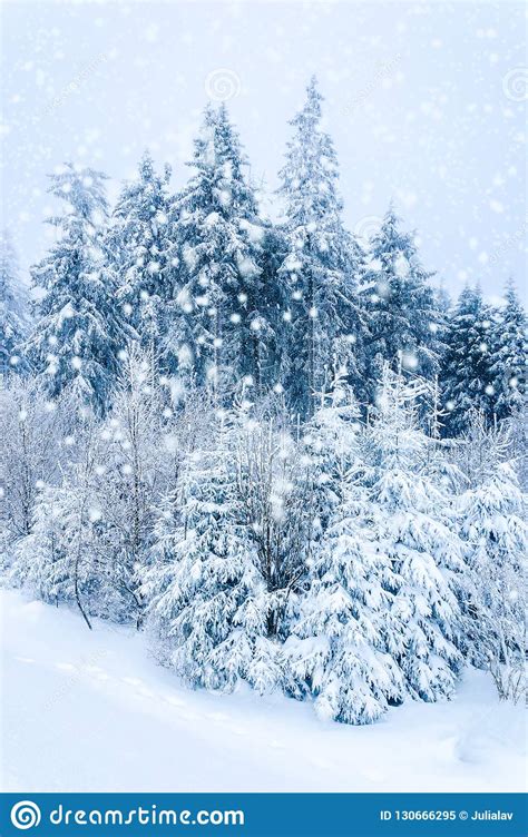 Winter Nature Snow Covered Fir Trees In Forest Falling Snow Stock