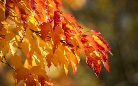 Фото листьев деревьев осенью - картинки и фото осенние листья, скачать ...
