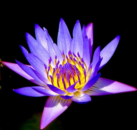 Pictured above is a stunning vintage water lily flowers download! Purple Water Lily