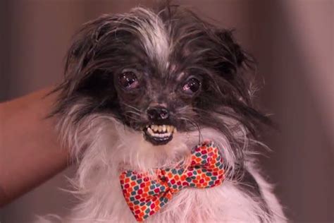 ‘worlds Ugliest Dog Gets A Makeover On ‘jimmy Kimmel Live Video