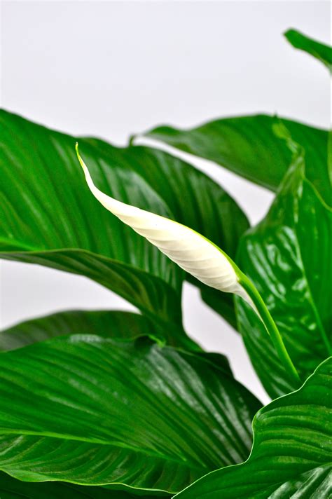Peace Lily Simply Plants For Stunning Affordable Office Plants