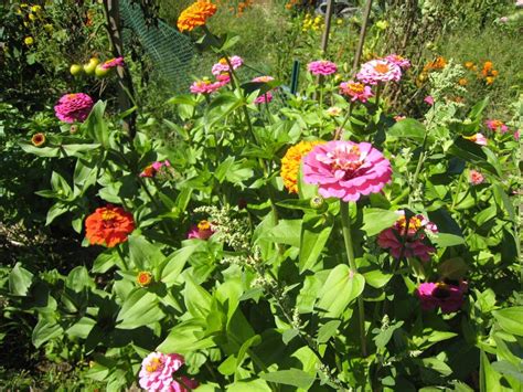 Growing Zinnias In Your Flower Garden Msu Extension