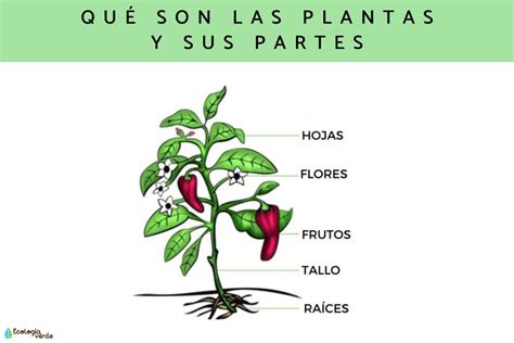 Qu Son Las Plantas Definici N Funci N Partes Y Clasificaci N