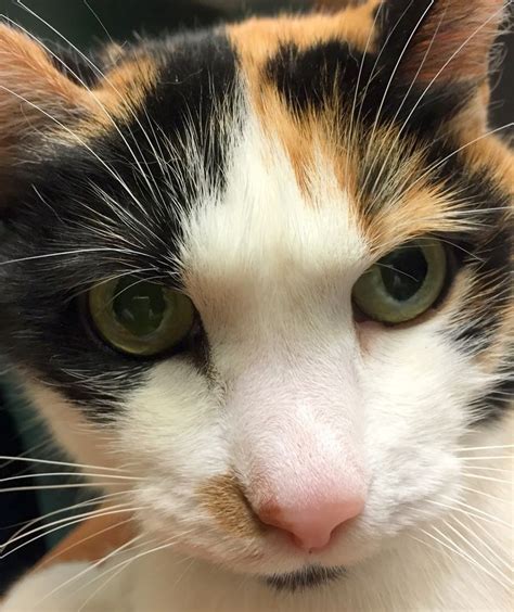 Photo By Zipnon Jem Is A Calico With A Half Mask Calico Cat Cats