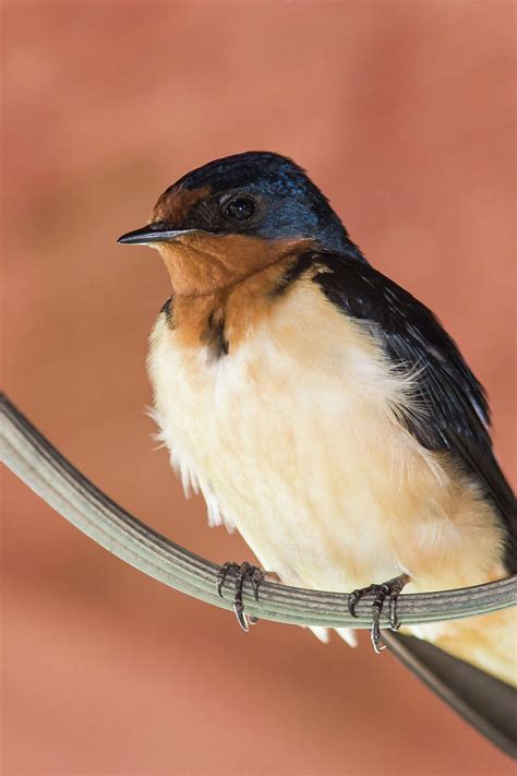 Amazing Aerobatics Make Barn Swallows Easy To Spot