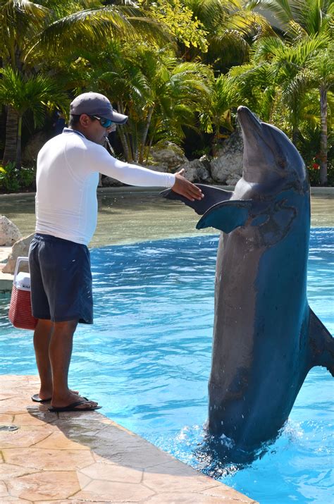 High Five For All The Dolphin Lovers ‪ ‎dolphins‬ ‪ ‎fun‬ ‪ ‎mexico