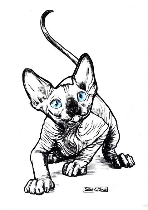 How To Draw Sphynx Cat At How To Draw