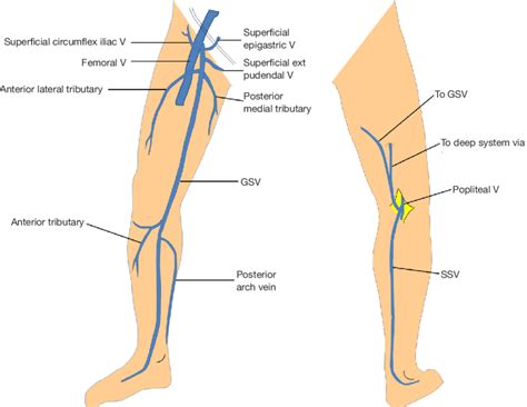 Two Veins That Join Forming The Popliteal Vein