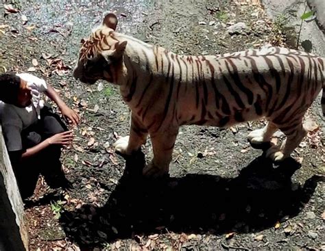 Tiger Attacks In Indias Zoos India News India Today