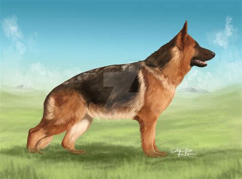 German Shepherd By Evelinalindqvist On Deviantart