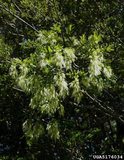 Mistletoe Misodendrum Oblonolium
