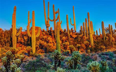 Arizonas Saguaro National Park Had To Microchip Its Cacti Because They