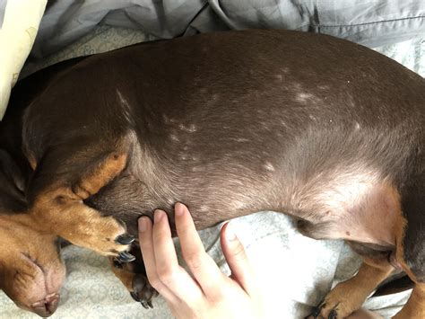Why Is My Dachshund Getting Bald Spots Vet