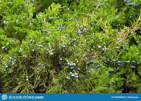 Blue Juniper Berries. Green Juniper With Juniper Berry. Juniperus Excelsa Or Greek Juniper Blue ...