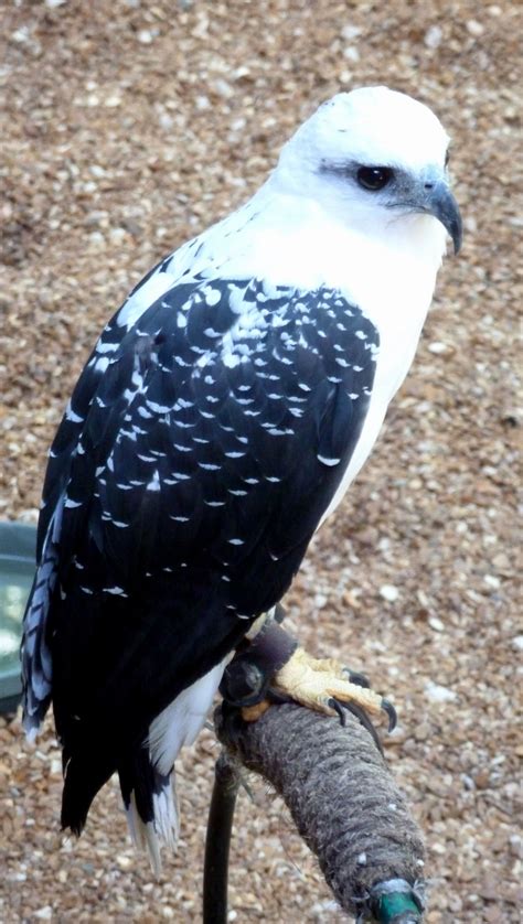 White Hawk Pseudastur Albicollis Native To Southern Mexico Central