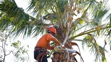 How To Trim A Palm Tree In California Hire An Arborist