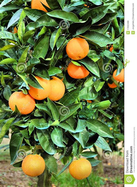 Oranges Stock Photo Image Of Orange Farm Fruit Field 17832488