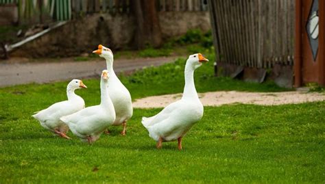 Can You Keep Ducks As Pets Everything You Need To Know