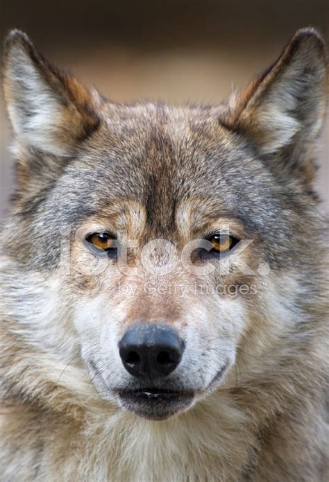 Wolf Portrait Stock Photo Royalty Free Freeimages