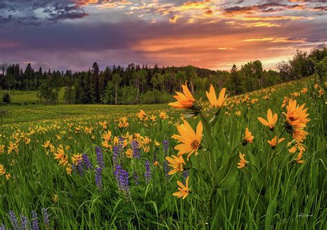 Mountain Meadow Spring Sunrise Photograph By Leland D Howard Fine Art