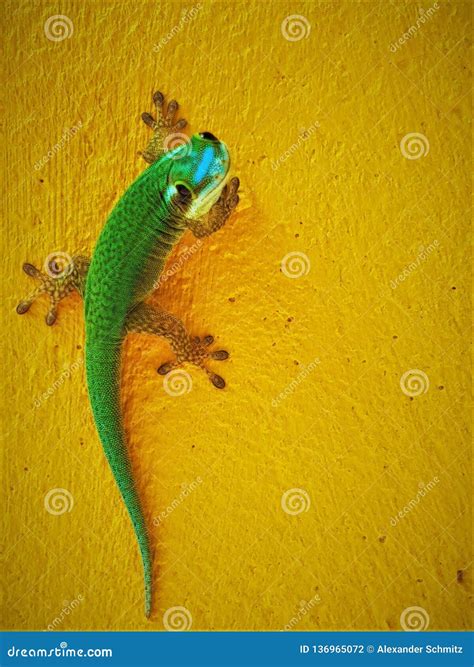 Endemic Green Gecko From La Reunion Island Close Up Picture Of Gecko