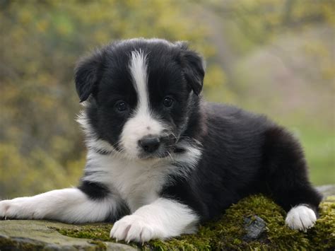 Border Collie Puppies Keswick Cumbria Pets4homes