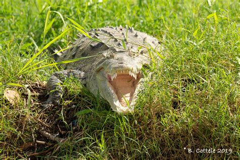 Spitssnuitkrokodil American Crocodile Crocodylus Acutus Photo
