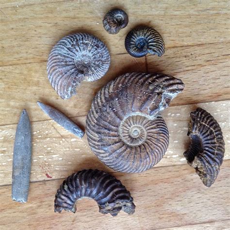 Uk Fossil Collecting
