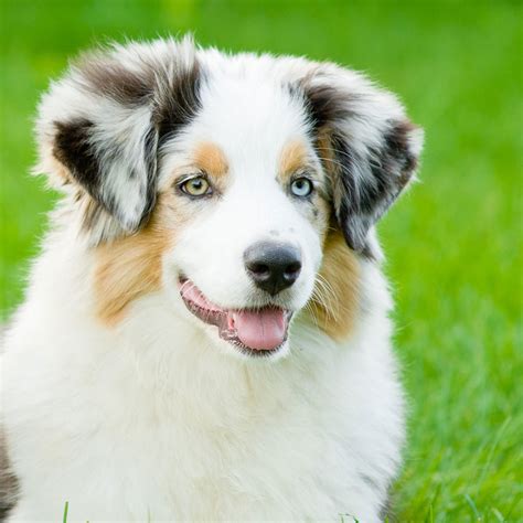 The australian shepherd is one of the best herding dogs, both skilled in herding livestock and when you keep an australian shepherd, there's nothing better than coming home to your ecstatic dog. Australian Shepherd | PetFirst