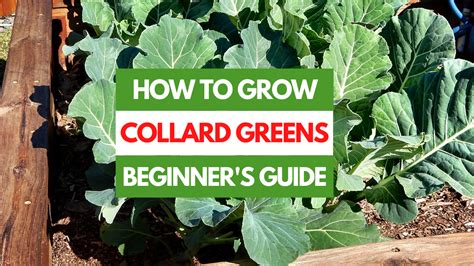 How To Grow Collard Greens A Beginners Guide Gardening Eats