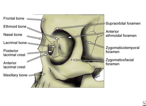 Zygomaticofacial And Zygomaticotemporal Foramen
