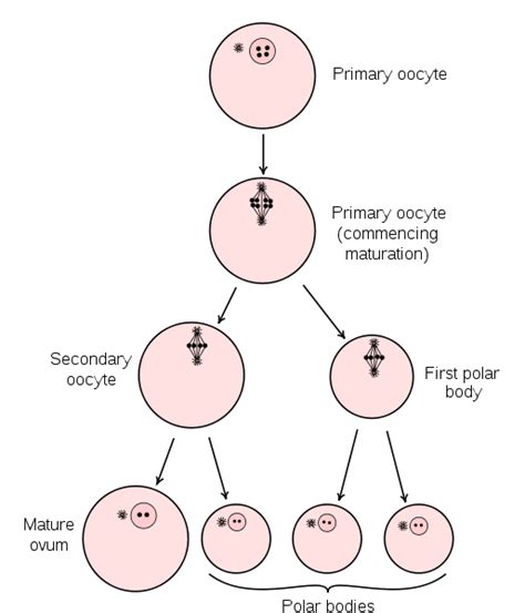 Gametogenesis Spermatogenesis Oogenesis Teachmephysiology