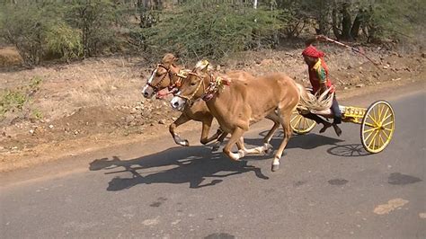 Horse Racinghorse Cart Race In Tavaga Part 1 Pferdewagenrennen
