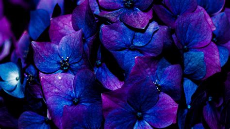 Download Wallpaper 2560x1440 Hydrangea Flowers