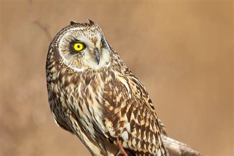 Types Of Owls In The Uk Love Garden Birds