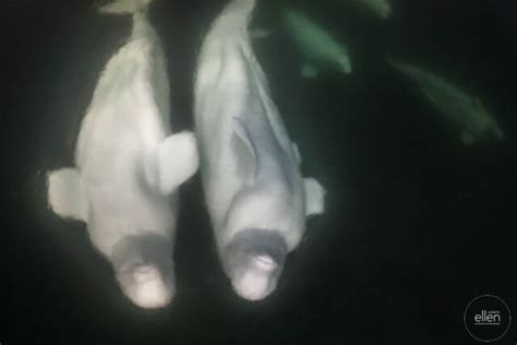 Belugas Love To Hide In Thermoclines 640 The Whale Sanctuary