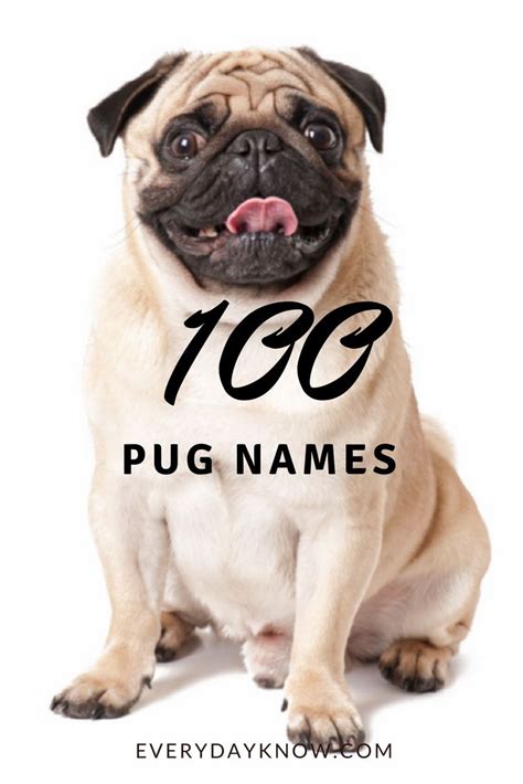 100 Pug Names Pug Names Girl Pug Names Pugs