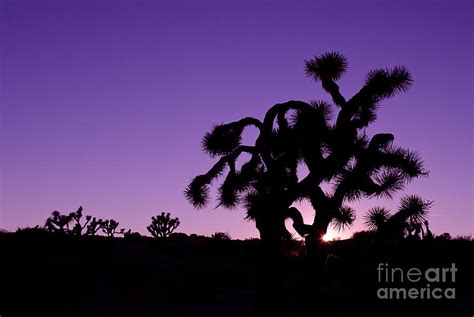 Joshua Trees Photograph By Tiffany Rantanen Pixels