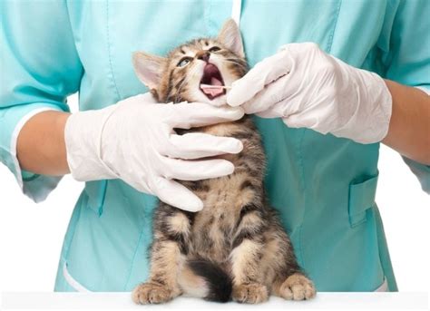 Signs Of Gum Disease In Cats Petmd