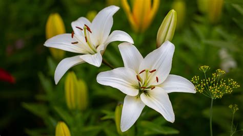 The Best Spot In Your Garden To Plant Lilies