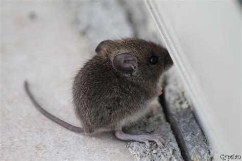 Maybe you would like to learn more about one of these? Baby mouse by Gypsian on DeviantArt