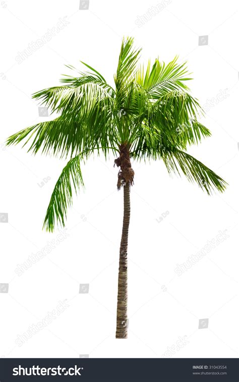 Single Coconut Tree Isolated On White Background Stock Photo 31043554