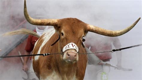 Watch Texas Mascot Bevo Charges Georgia Mascot Uga In 2019 Sugar Bowl