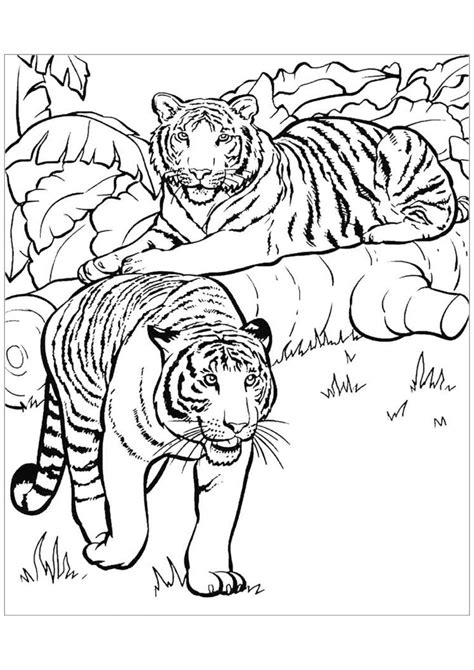 Kolorowanka Tygrysy w dżungli do druku i online
