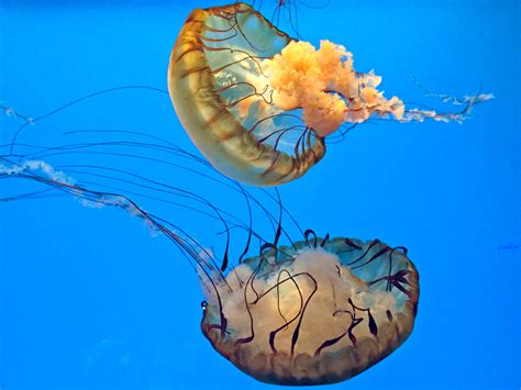 Jellyfish Facts Safety Tips Sting First Aid And Fun Things To Know